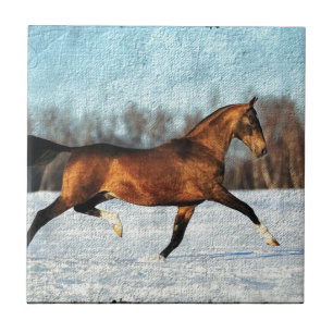 Carreau Hiver Akhal-teke