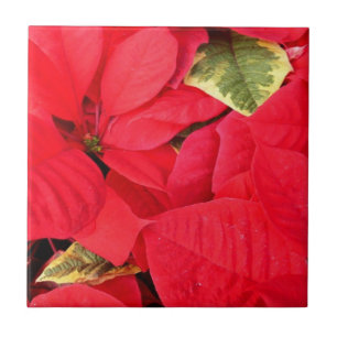 Carreau Holly Point Poinsettias Noël Fête Florale