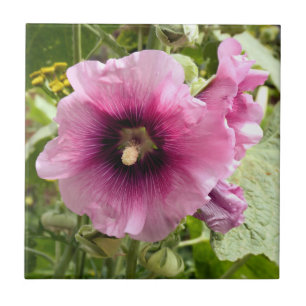 CARREAU HOLLYHOCK