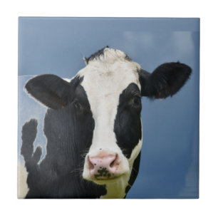 Carreau Holstein COW