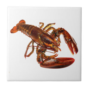 Carreau Homard