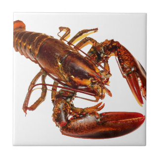 Carreau Homard