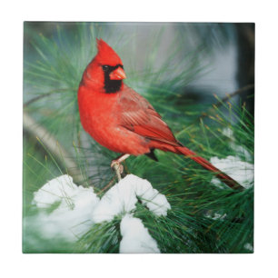 Carreau Homme du Cardinal du Nord sur l'arbre, IL
