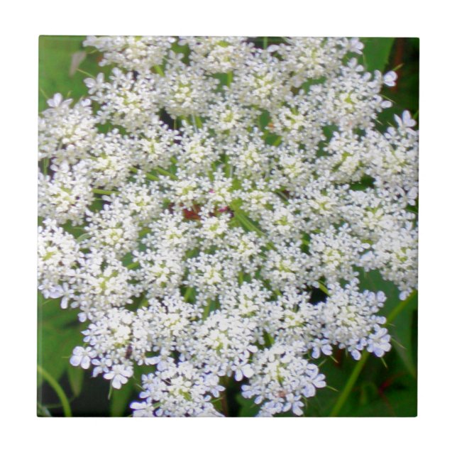Carreau Hortensia blanc de dentelle (Devant)