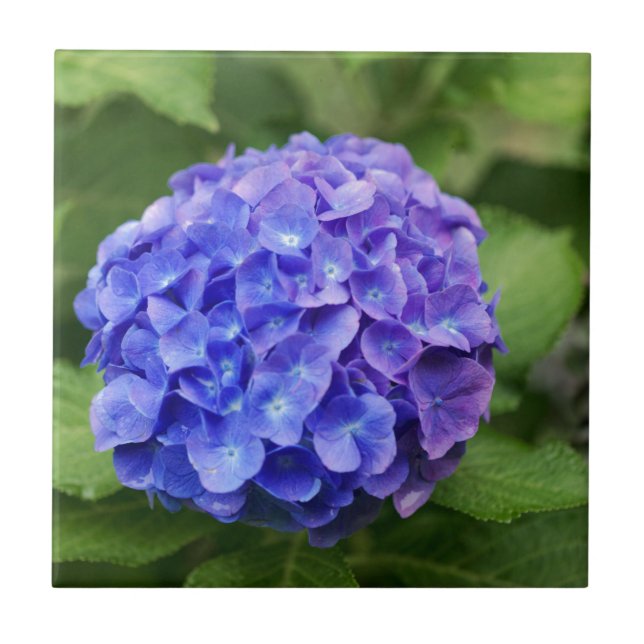 Carreau Hortensia français (macrophylla d'hortensia) (Devant)