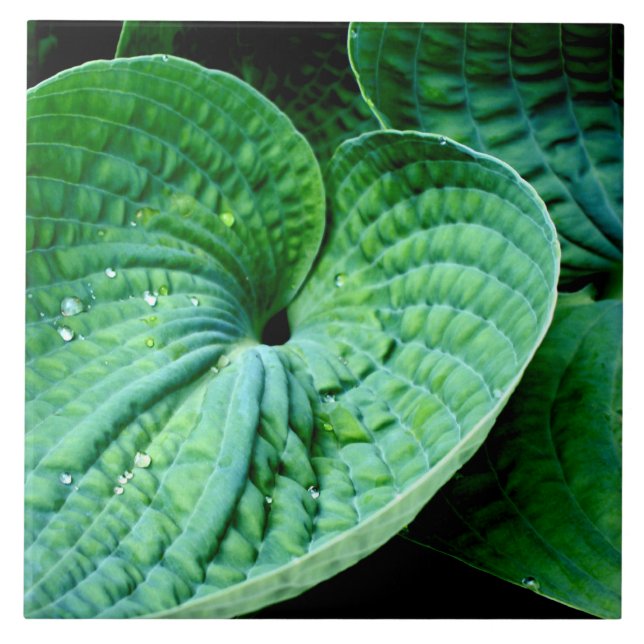 Carreau Hosta Heart (Devant)