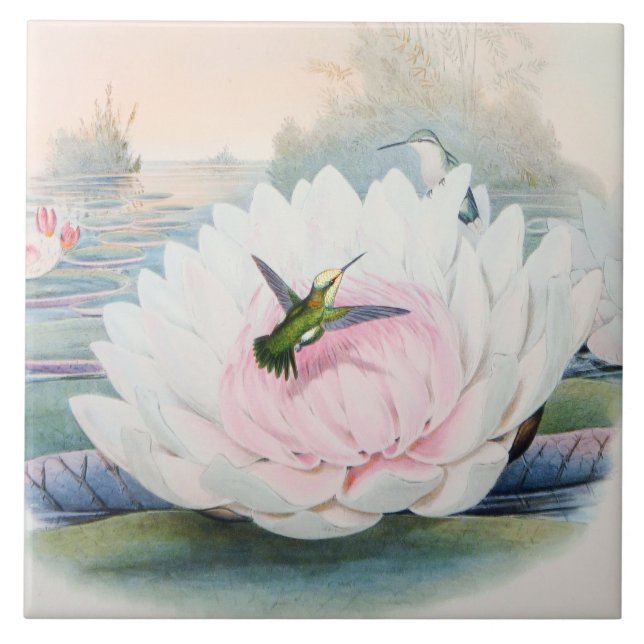 Carreau Hummingbird Chlorostilbon Portmanni by Gould (Devant)