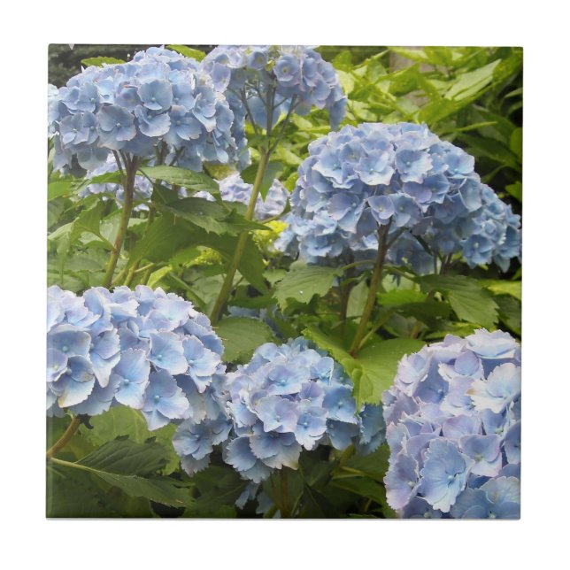 Carreau Hydrangeas de Deep (Devant)