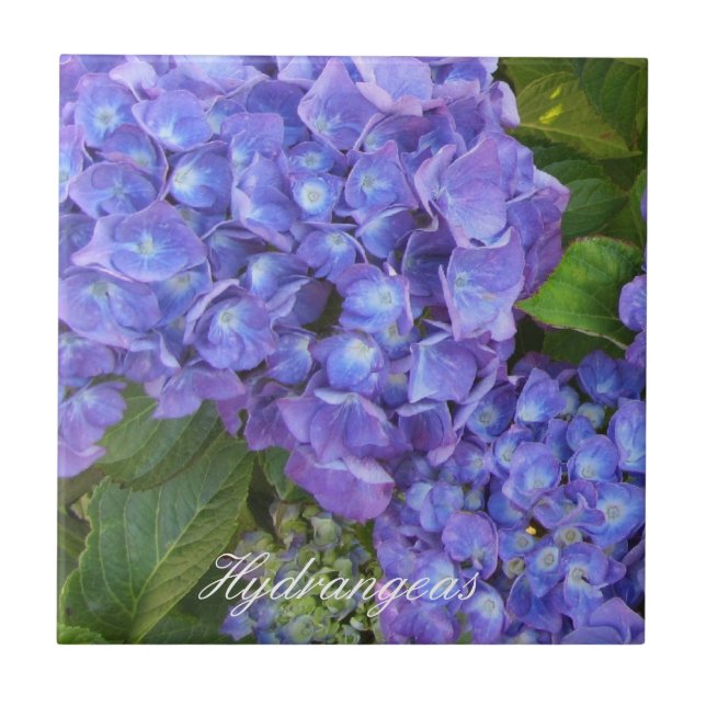 Carreau Hydrangeas violettes (Devant)