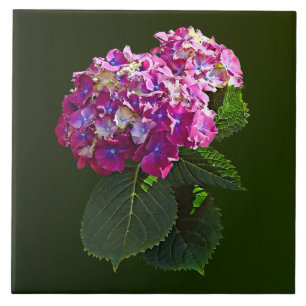 Carreau Hydrangée rose