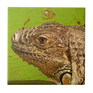 CARREAU IGUANA