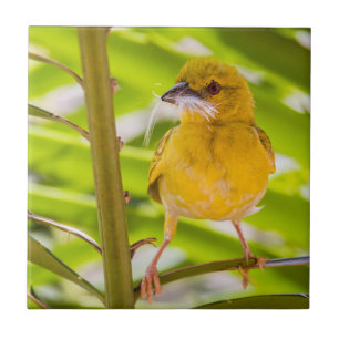 Carreau Il est temps de construire le nid