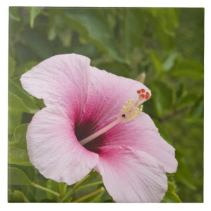 Carreau Îles Cook, Atiu. Fleur d'hibiscus.