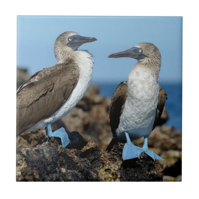 Carreau Îles Galapagos, île Isabela (Devant)