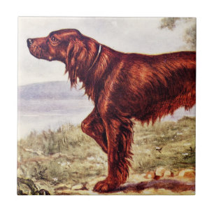 Carreau Illustration 1900 de poseur irlandais de chien