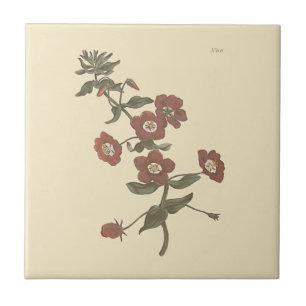 Carreau Illustration botanique d'Anagallis arbustive