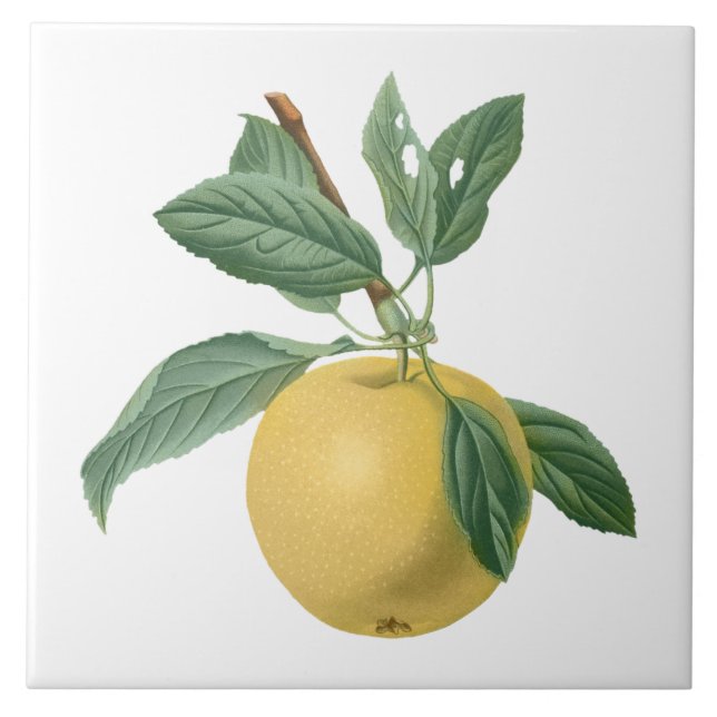 Carreau Illustration botanique de pomme de fruits (Devant)