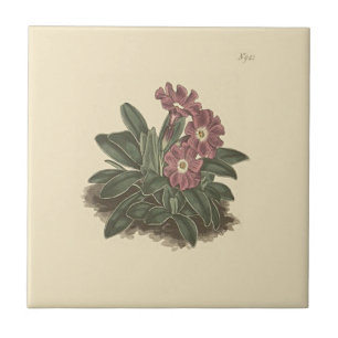 Carreau Illustration botanique du primo-rose en feuilles