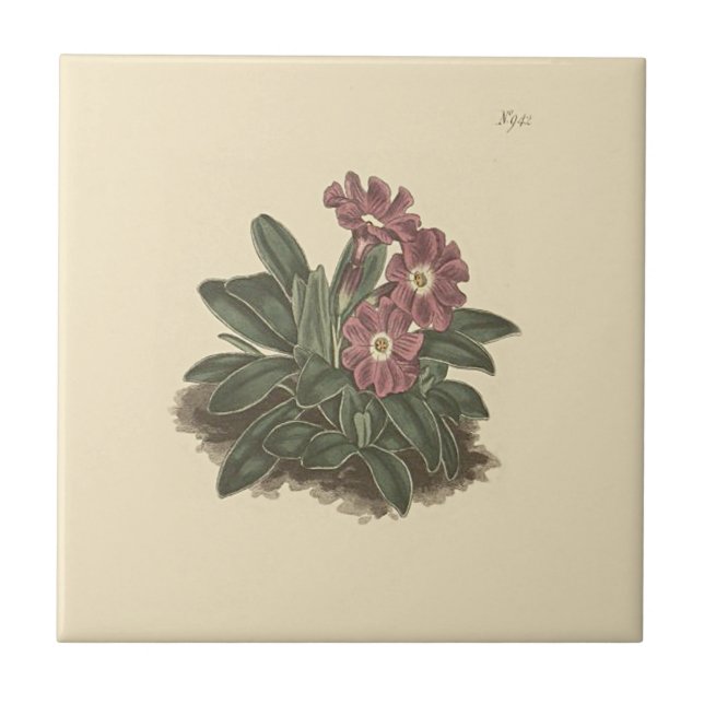 Carreau Illustration botanique du primo-rose en feuilles (Devant)