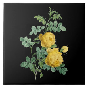 Carreau Illustration botanique vintage de rose jaune