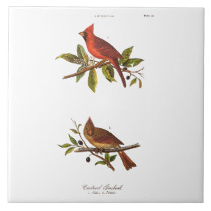 Carreau Illustration cardinale vintage d'oiseau de chanson