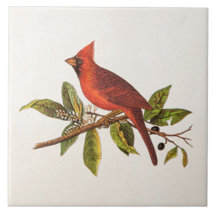 Carreau Illustration cardinale vintage d'oiseau de chanson