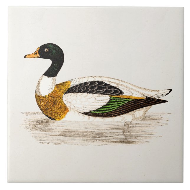 Carreau Illustration de canard de Drake de 1800s vintages (Devant)