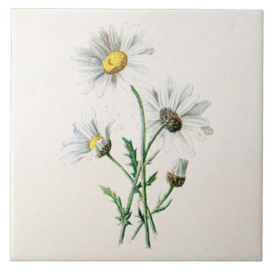 Carreau Illustration de fleur sauvage de marguerites du