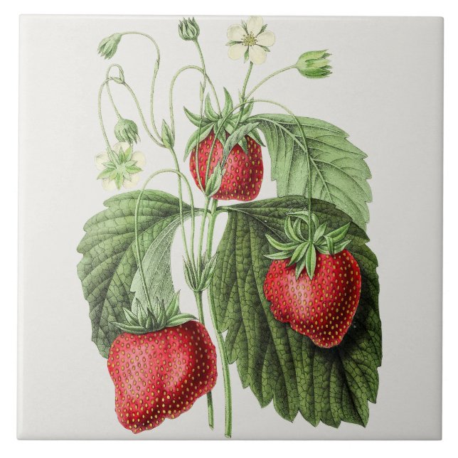 Carreau Illustration de fraise vintage (Devant)