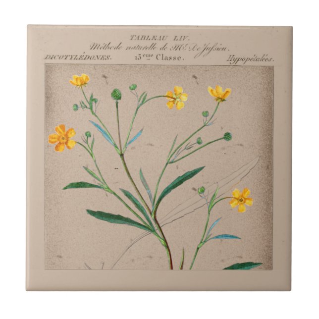 Carreau Illustration de la coupe de papillon botanique fra (Devant)