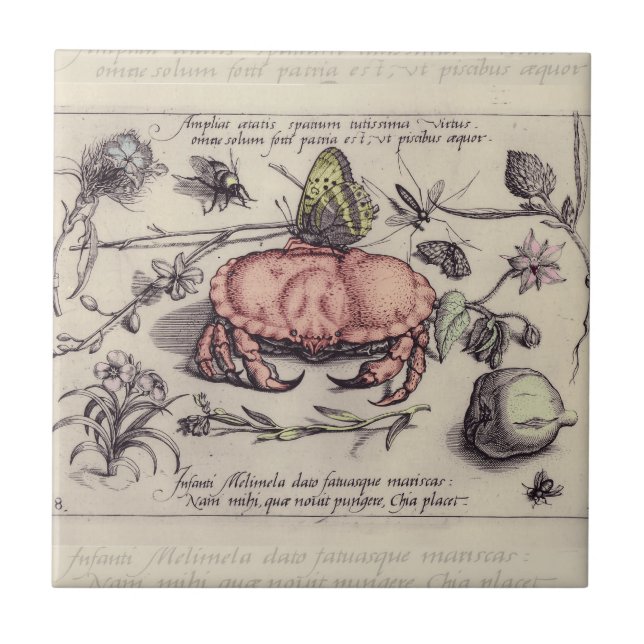 Carreau Illustration de la fleur d'insectes botaniques du  (Devant)