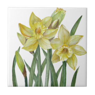Carreau Illustration de l'aquarelle Daffodils Flower Portr