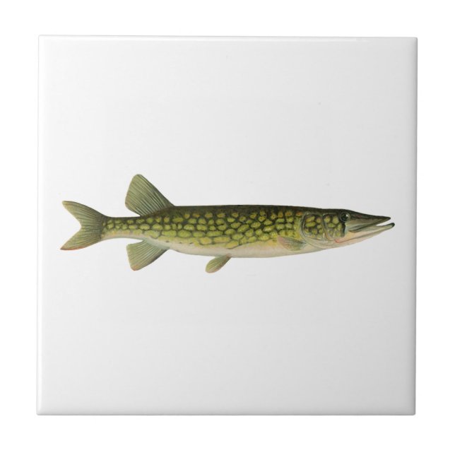 Carreau Illustration de Pickerel en chaîne (Devant)