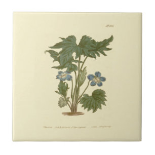 Carreau Illustration de Violette palmée bleue