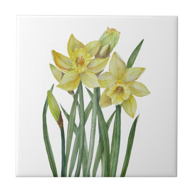 Carreau Illustration du portrait des jonquilles d'aquarell (Devant)