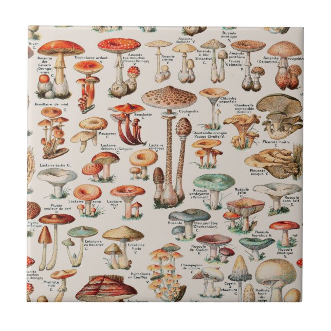 Carreau Illustration I du champignon vintage (Devant)