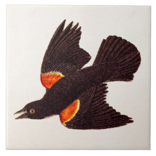 Carreau Illustration noire à ailes rouges d'oiseau de