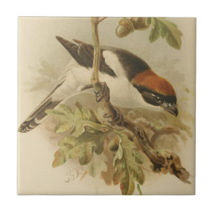 Carreau Illustration vintage de Pie-grièche d'été