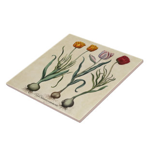 Carreau Illustration vintage de tulipe