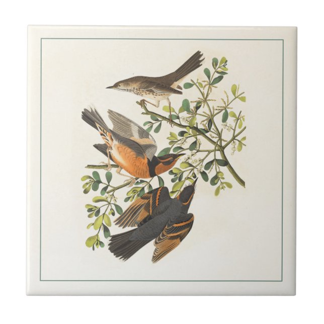 Carreau Illustration vintage des oiseaux botaniques (Devant)
