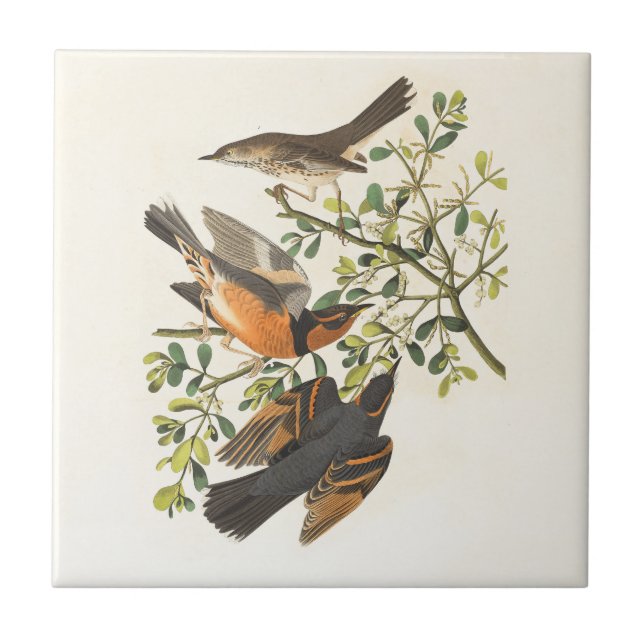 Carreau Illustration vintage des oiseaux botaniques (Devant)