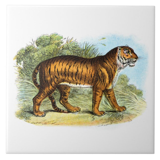 Carreau Illustration vintage d'un animal tigre (Devant)