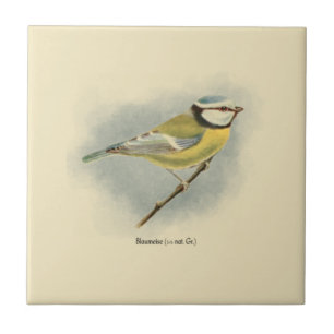 Carreau Illustration vintage en allemand Blue Tit