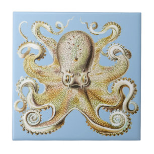 Carreau Illustration vintage Octopus Marine Life