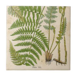 Carreau Illustrations des botaniques Vintages