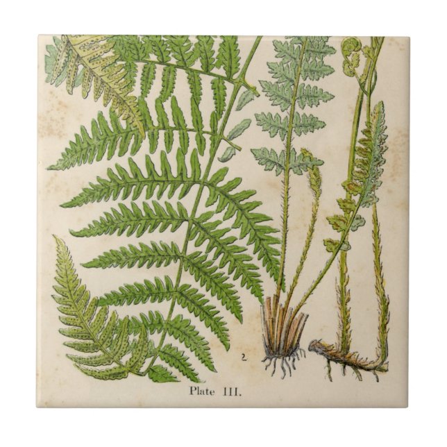 Carreau Illustrations des botaniques Vintages (Devant)