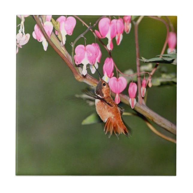 Carreau Image de colibri et de fleurs (Devant)