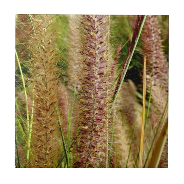 Carreau Image de photographie d'herbe de vulpin macro (Devant)