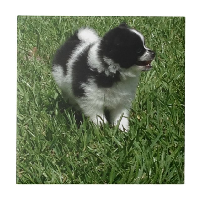 CARREAU IMG_0545.JPG (Devant)