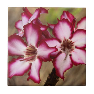 Carreau Impala Lily (Adenium Multiflorum), Kruger